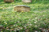 Jüdischer Friedhof Burgpreppach. � Heidi Flachsenberger, Burgpreppach