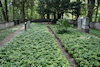 Jüdischer Friedhof Utting, Foto: Alwin Reiter, Geltendorf
