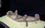 Burg in Nürnberg  (© ArcTron 3D)