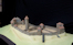 Burg in Nürnberg  (© ArcTron 3D)