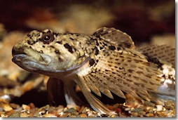 Die Groppe lebt im kalten, sauerstoffreichen Wasser der Bäche. Ihre Hautfarbe ist dem Bachgrund ideal angepasst. (Foto: © Andreas Hartl)