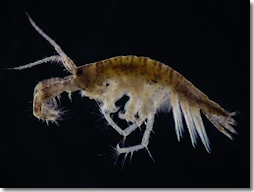 Den Süßwasserröhrenkrebs, ein winziger Bewohner des Mains, kann man in der Landesausstellung unter dem Mikroskop betrachten. (foto: © www.hydra-institute.com)