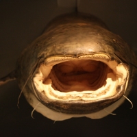 Bayerische Landesausstellung 2013: Impressionen (Fotos © Stefan Pfister)